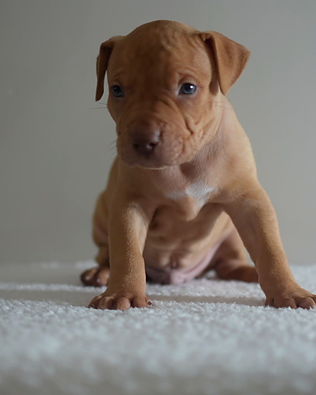 Fawn ADBA Working Pit Bulldog male puppy with light eyes from the Molly x Cowboy litter, Next Freak Kennel Georgia
