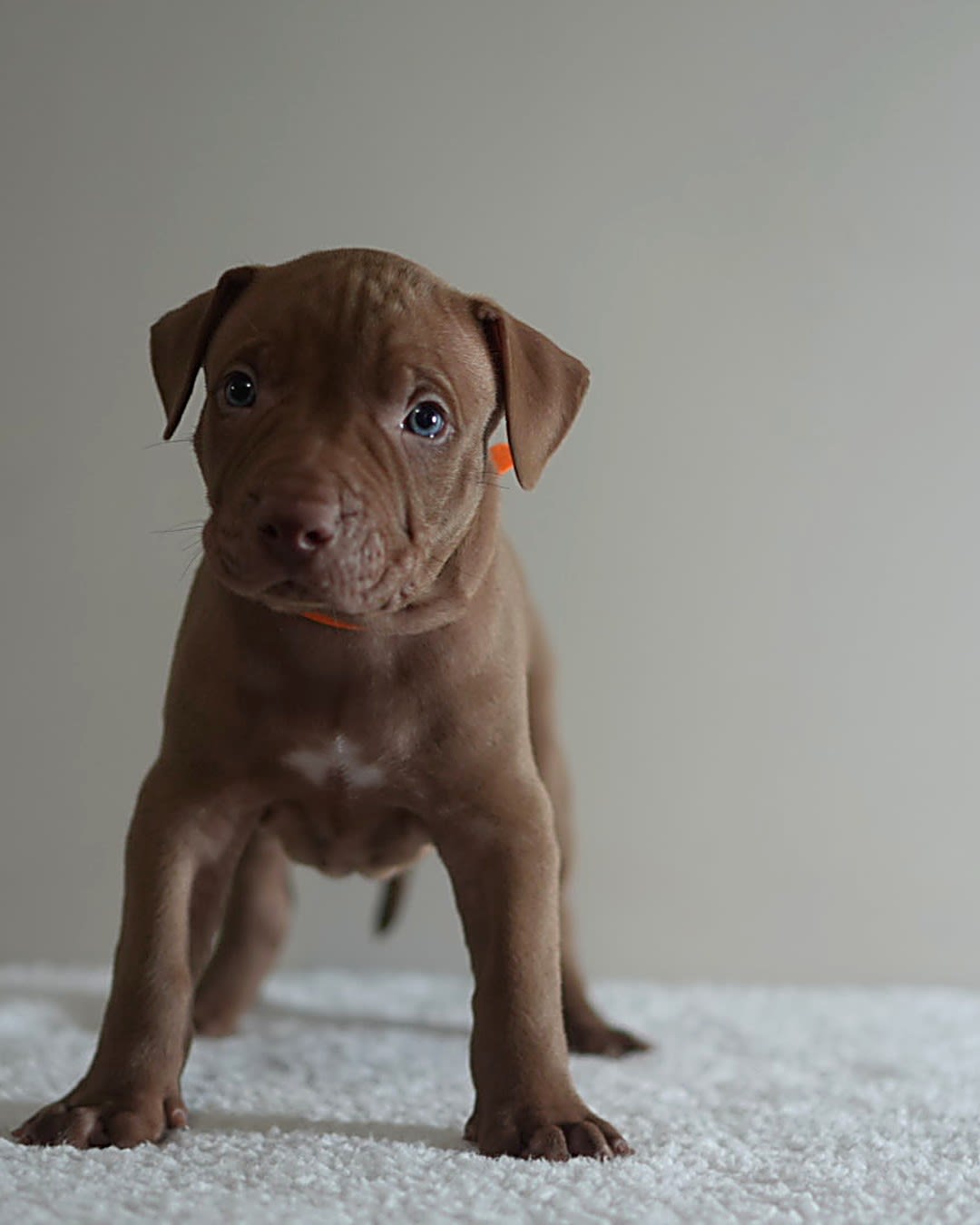 Red working pit bulldog male puppy standing, Molly x Cowboy ADBA litter, Next Freak Kennel