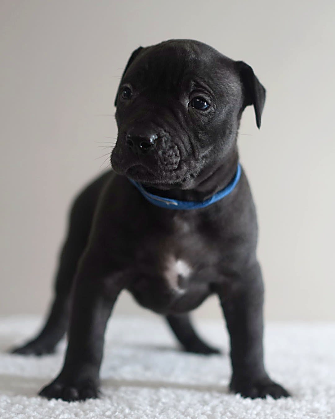 Black working pit bulldog male puppy available, Molly x Cowboy ADBA Working Pit Bulldog litter, Next Freak Kennel