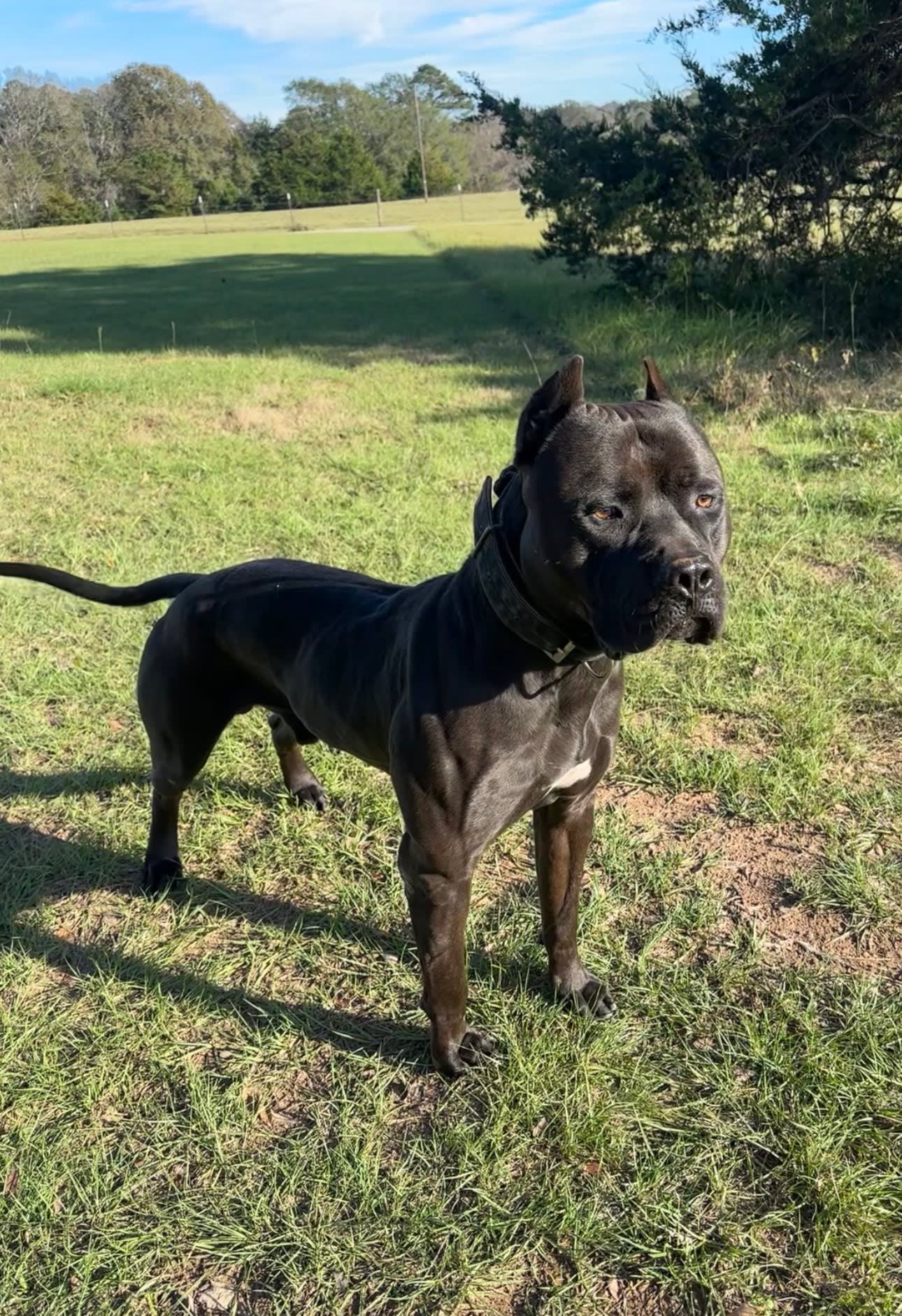 Wu-Tang, registered working pit bulldog stud at Next Freak Kennel in Georgia