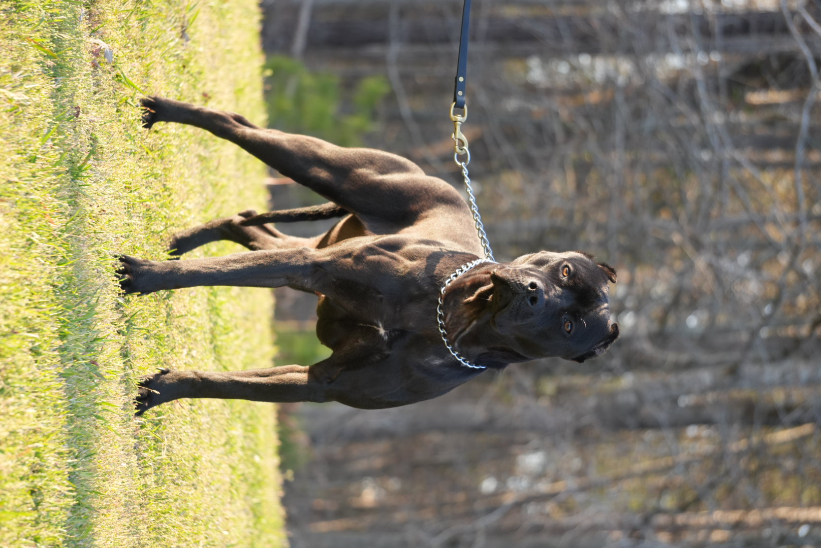 Venna, registered working pit bulldog female with working bloodlines at Next Freak Kennel