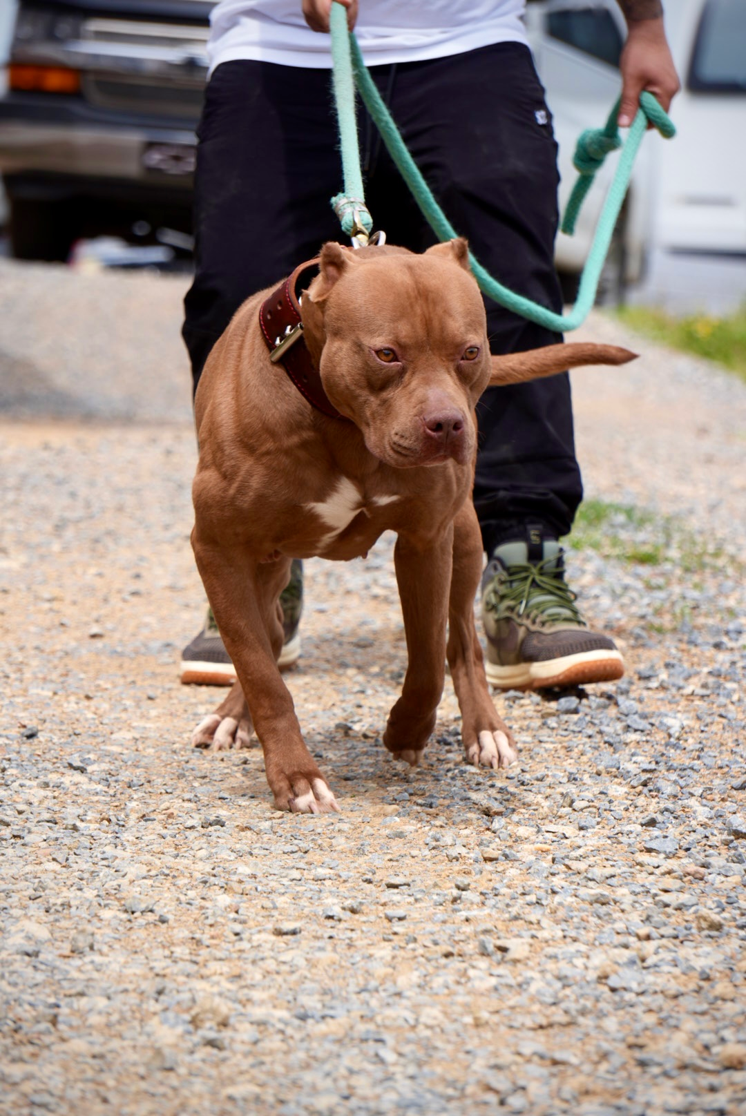 Molly, registered working pit bulldog dam at Next Freak Kennel, dam of the Molly x Cowboy litter