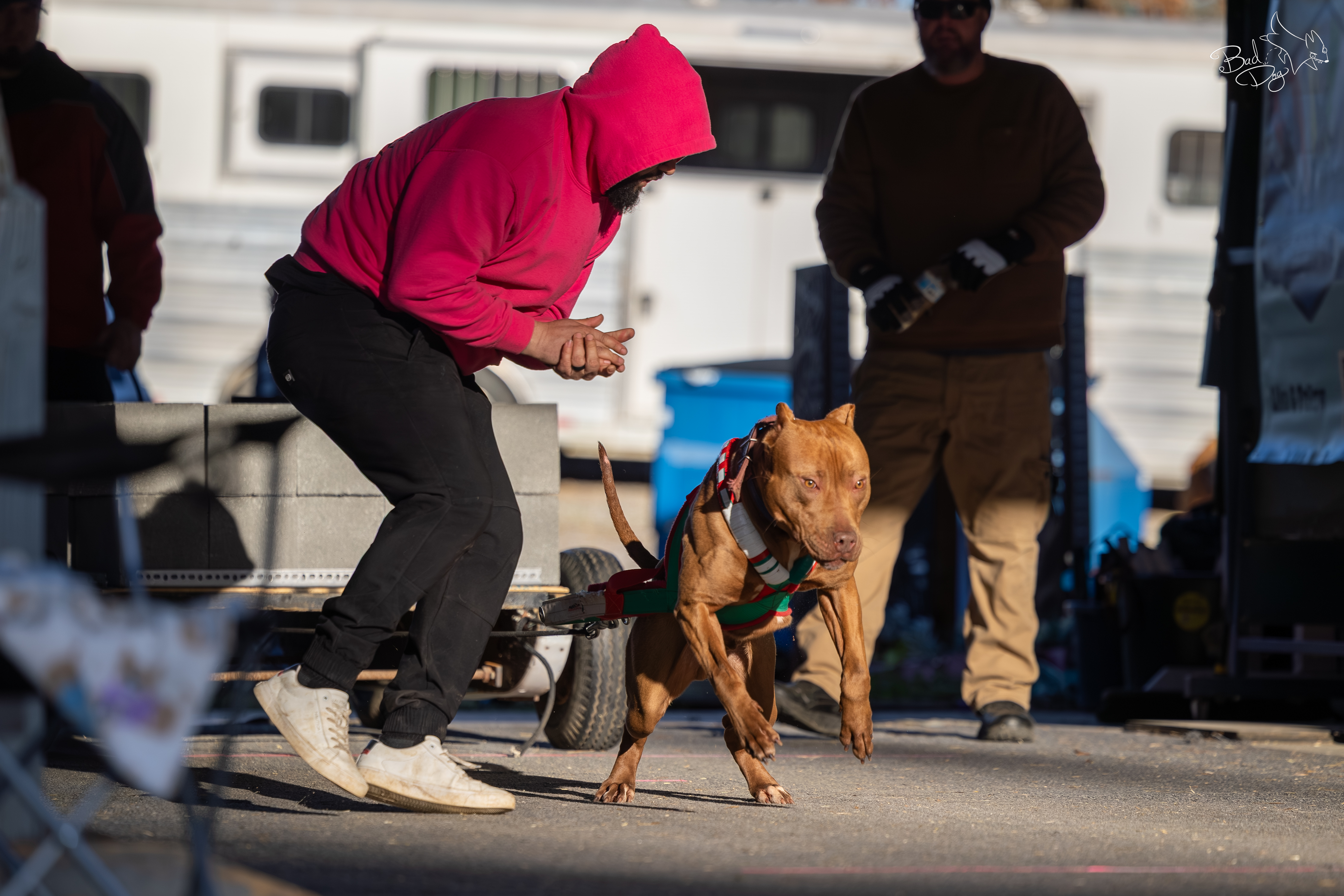 Helmut, UKC American Pit Bull Terrier weight pull competitor, IWPA 100 lb class winner, Next Freak Kennel