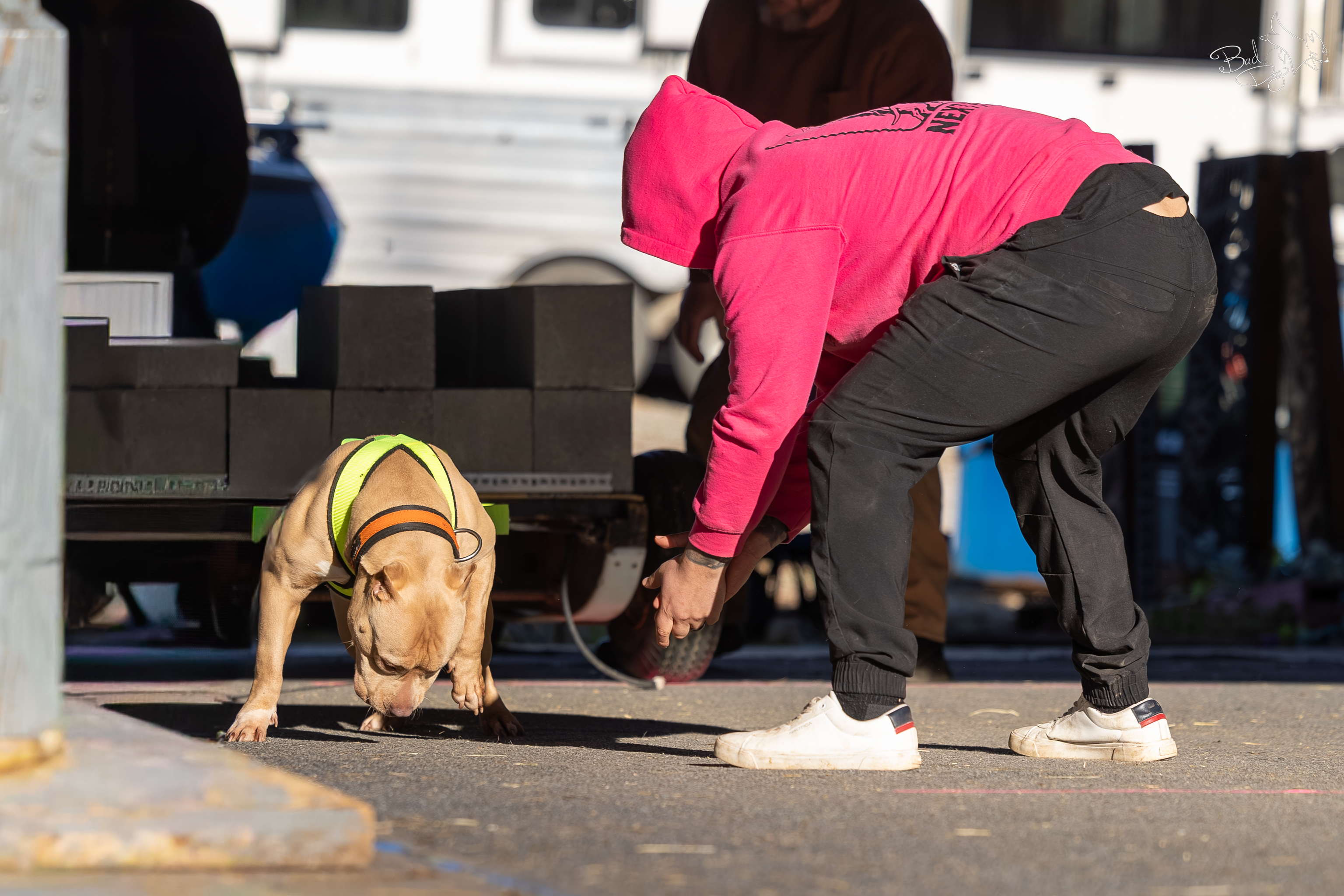 Axayah, American Bully weight pull competitor, IWPA 80 lb class winner, Next Freak Kennel
