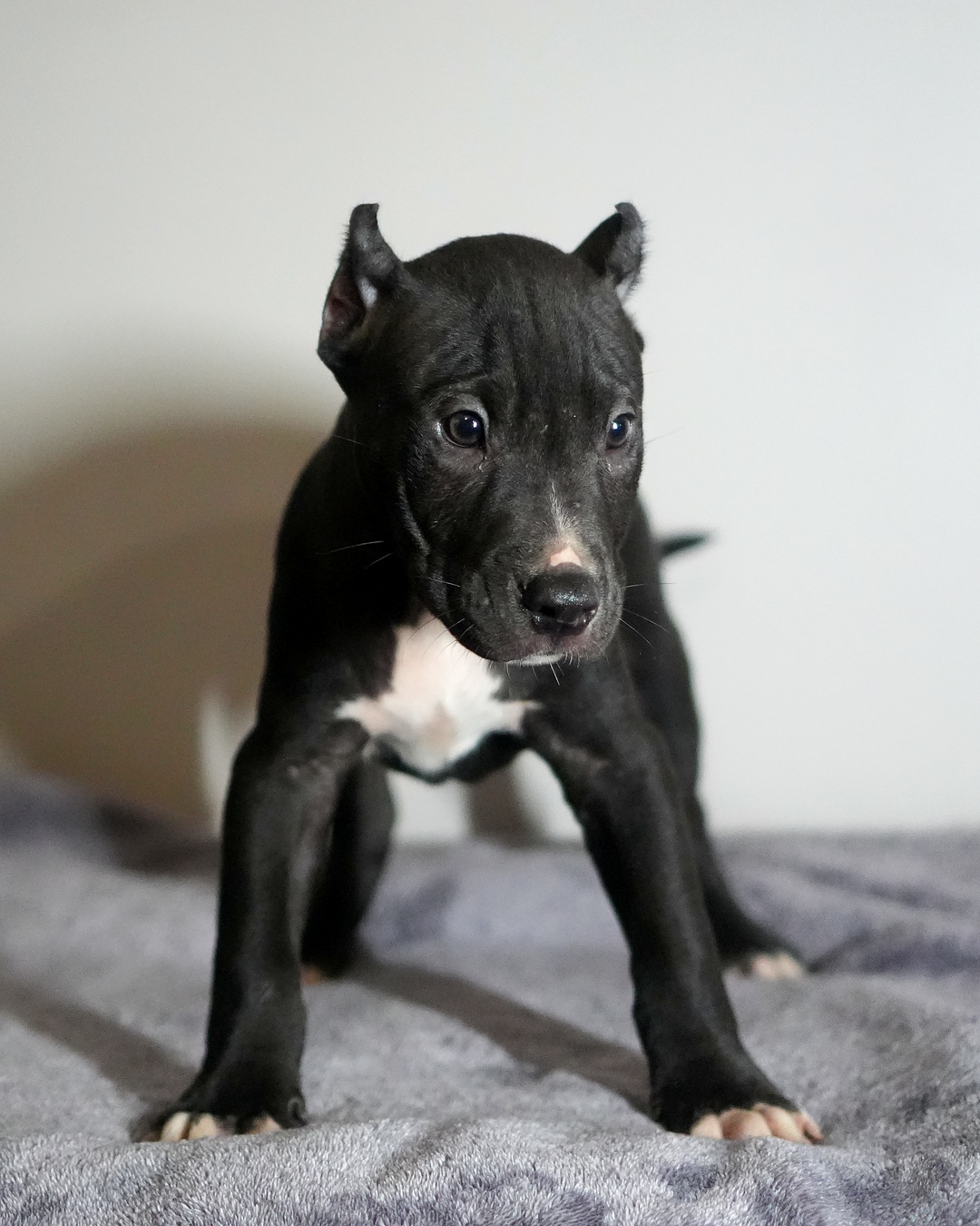 Black and white working pit bulldog male puppy available, Molly x Cowboy ADBA Working Pit Bulldog litter, Next Freak Kennel