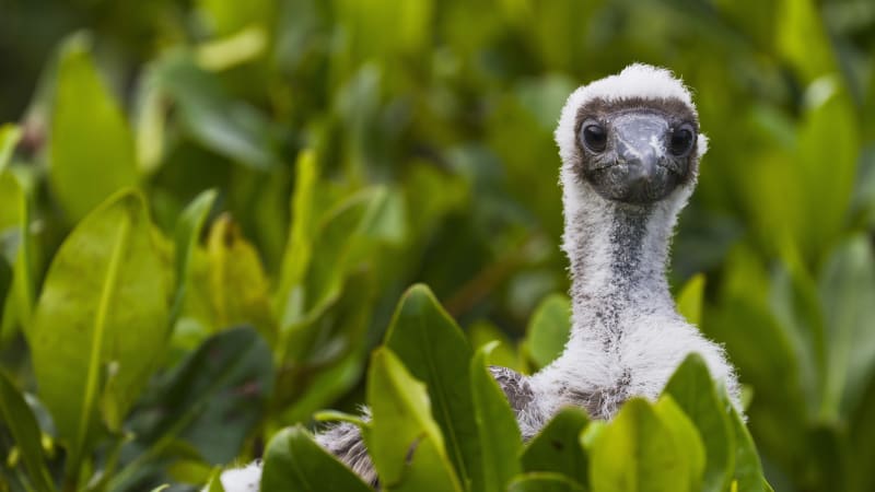 Brilliant Solitaire Diamond