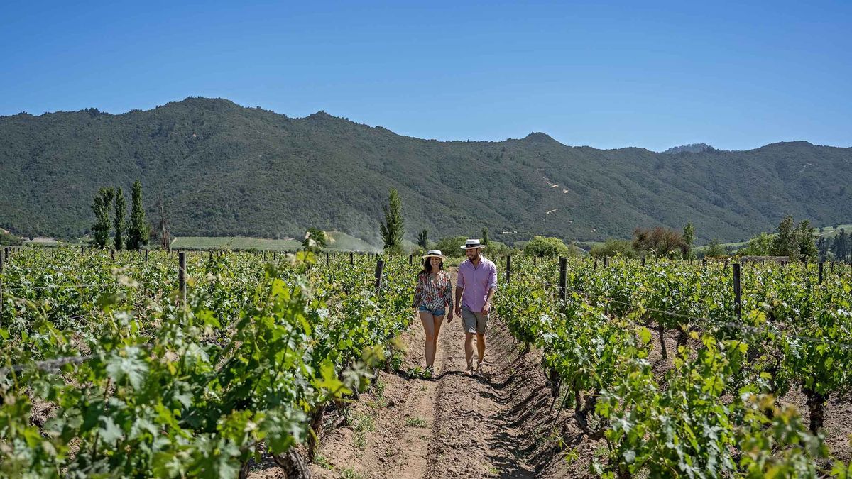 Santiago accueillera The World’s 50 Best Vineyards 2026!