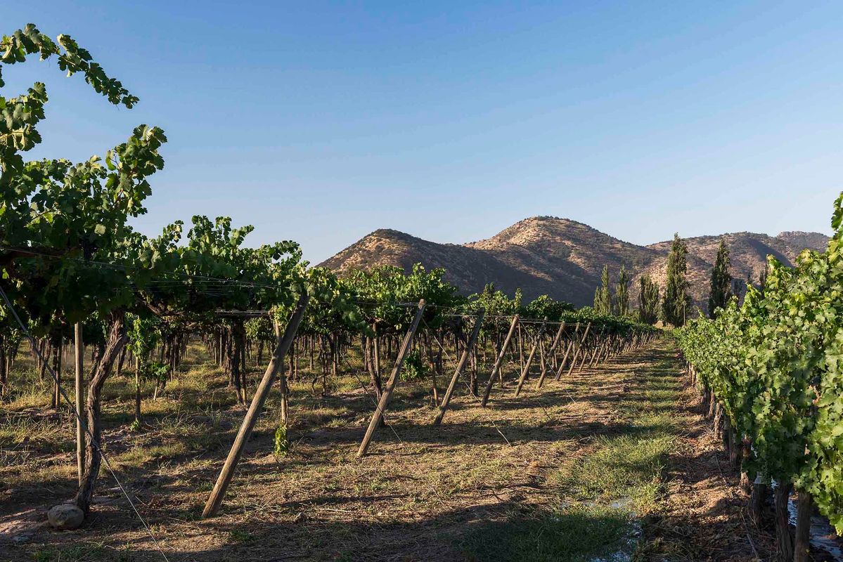 Santiago accueillera The World’s 50 Best Vineyards 2026!