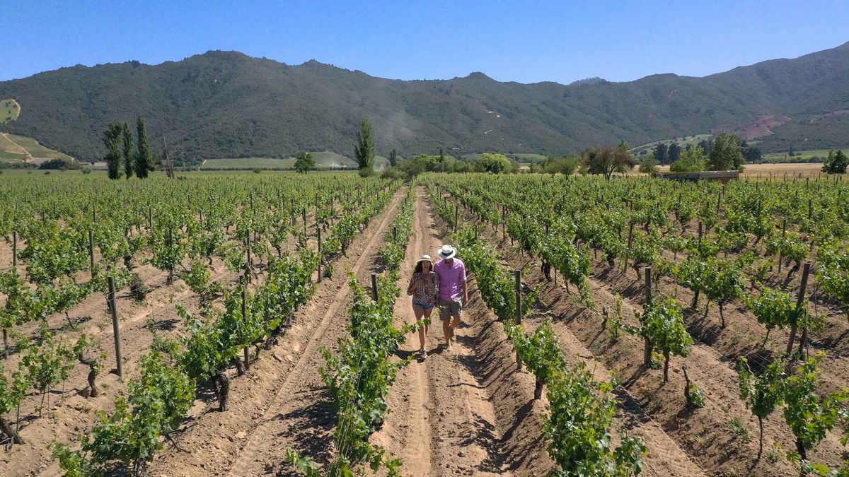 Santiago accueillera The World’s 50 Best Vineyards 2026!
