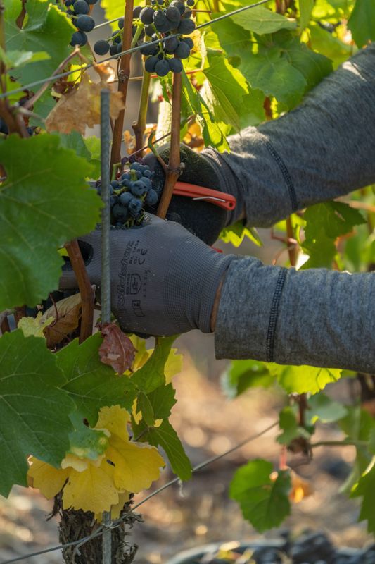Le Guide Michelin met en lumière dix vigneronnes et vignerons qui façonnent les vins de Bordeaux