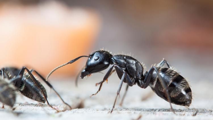 Un sorbet garni de fourmis: le patron d'un restaurant deux étoiles Michelin évite la prison dans un scandale qui anime la Corée du Sud