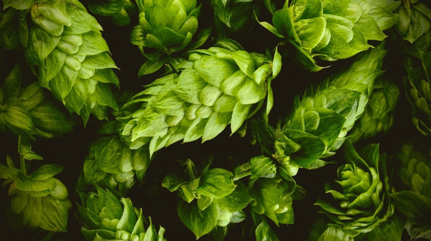 Close-up of fresh green hop cones with dark background, showcasing their texture and vibrant color.