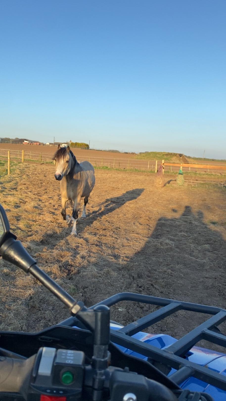 horses