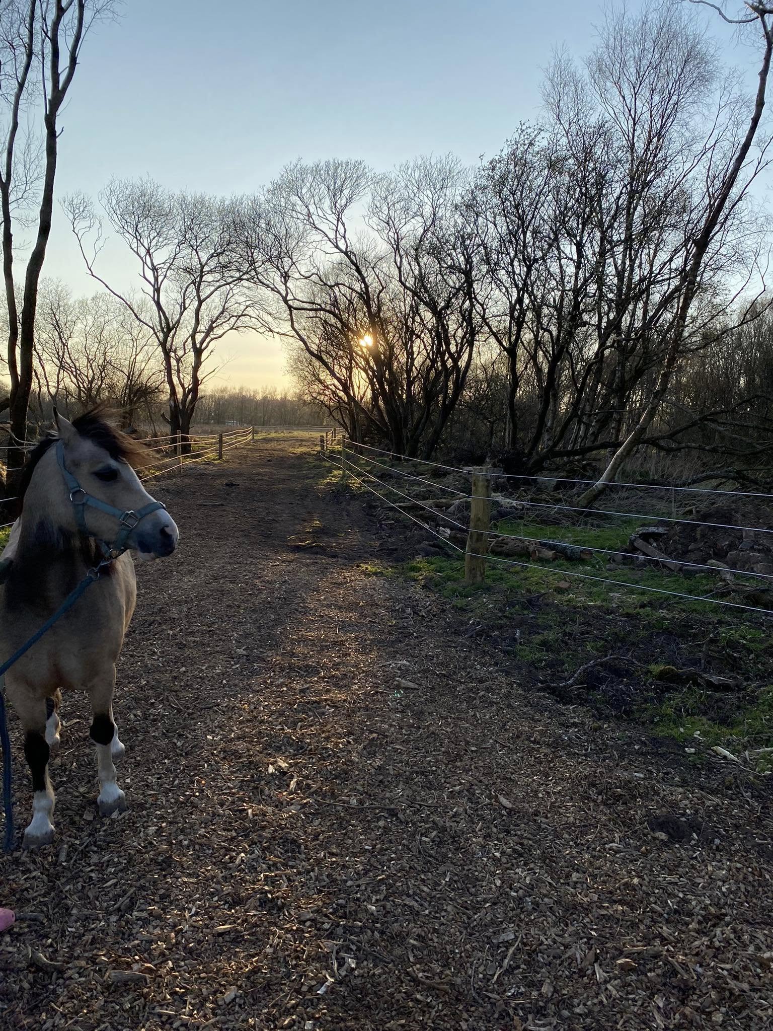 horses