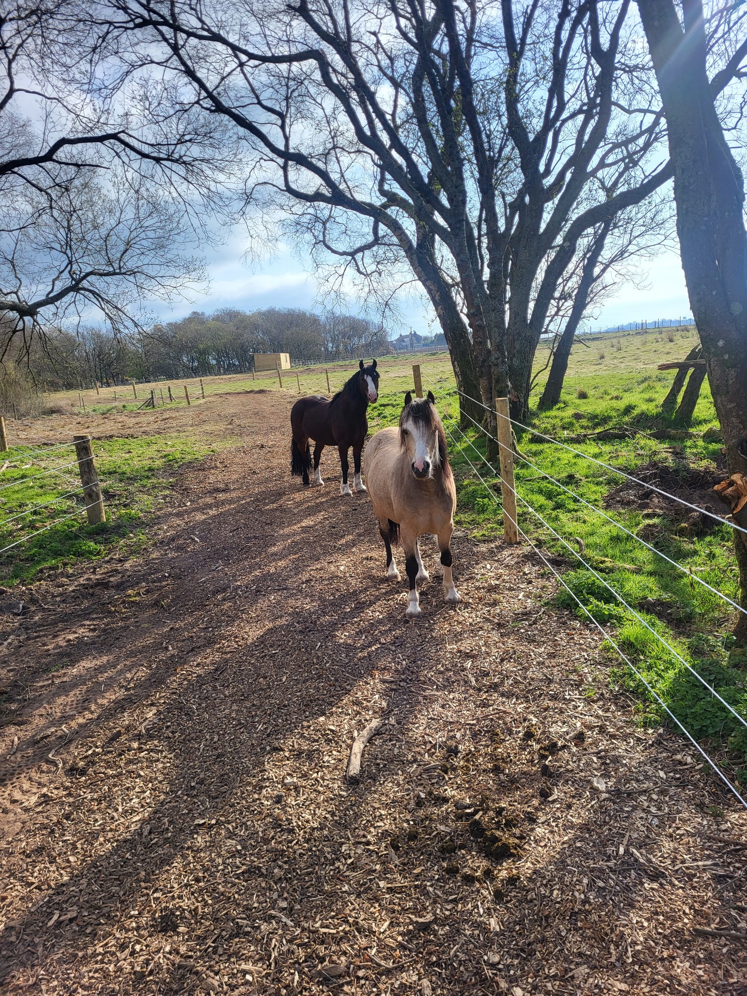 happy horsed