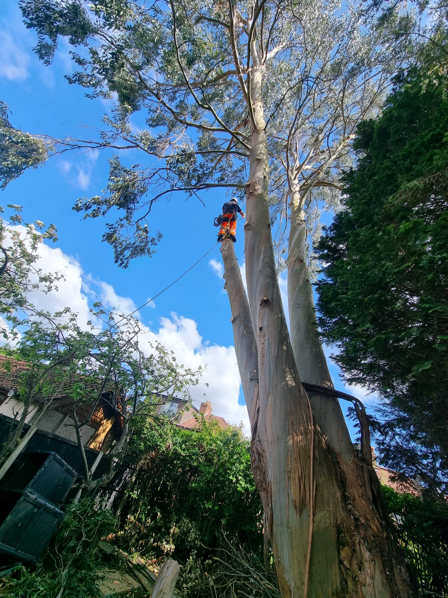 Emergency Tree Services