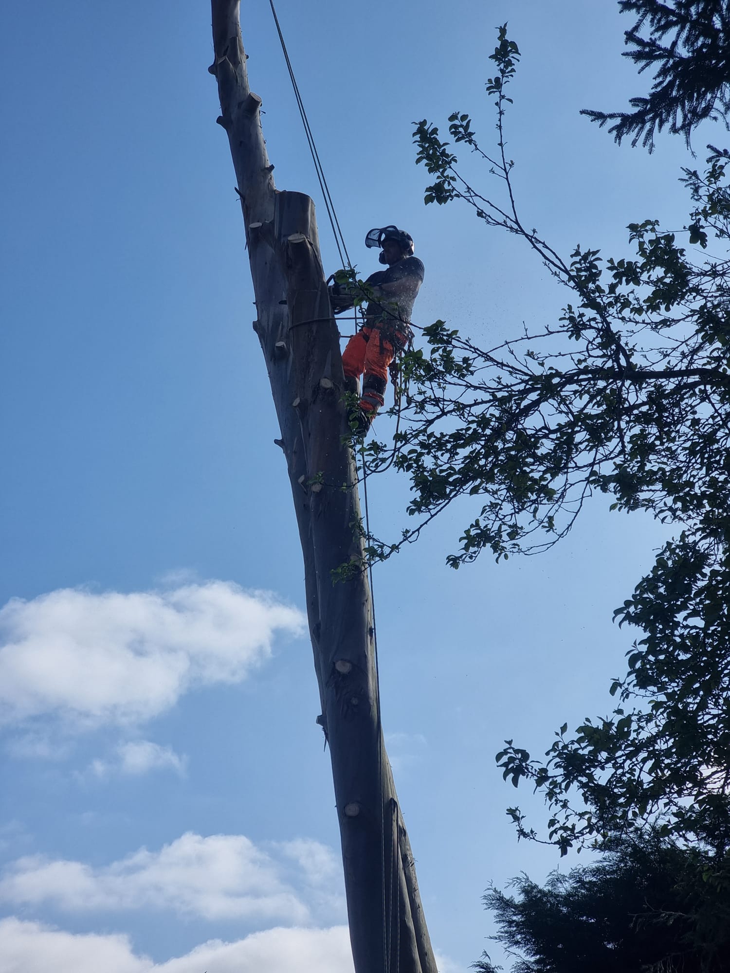 Tree Maintenance