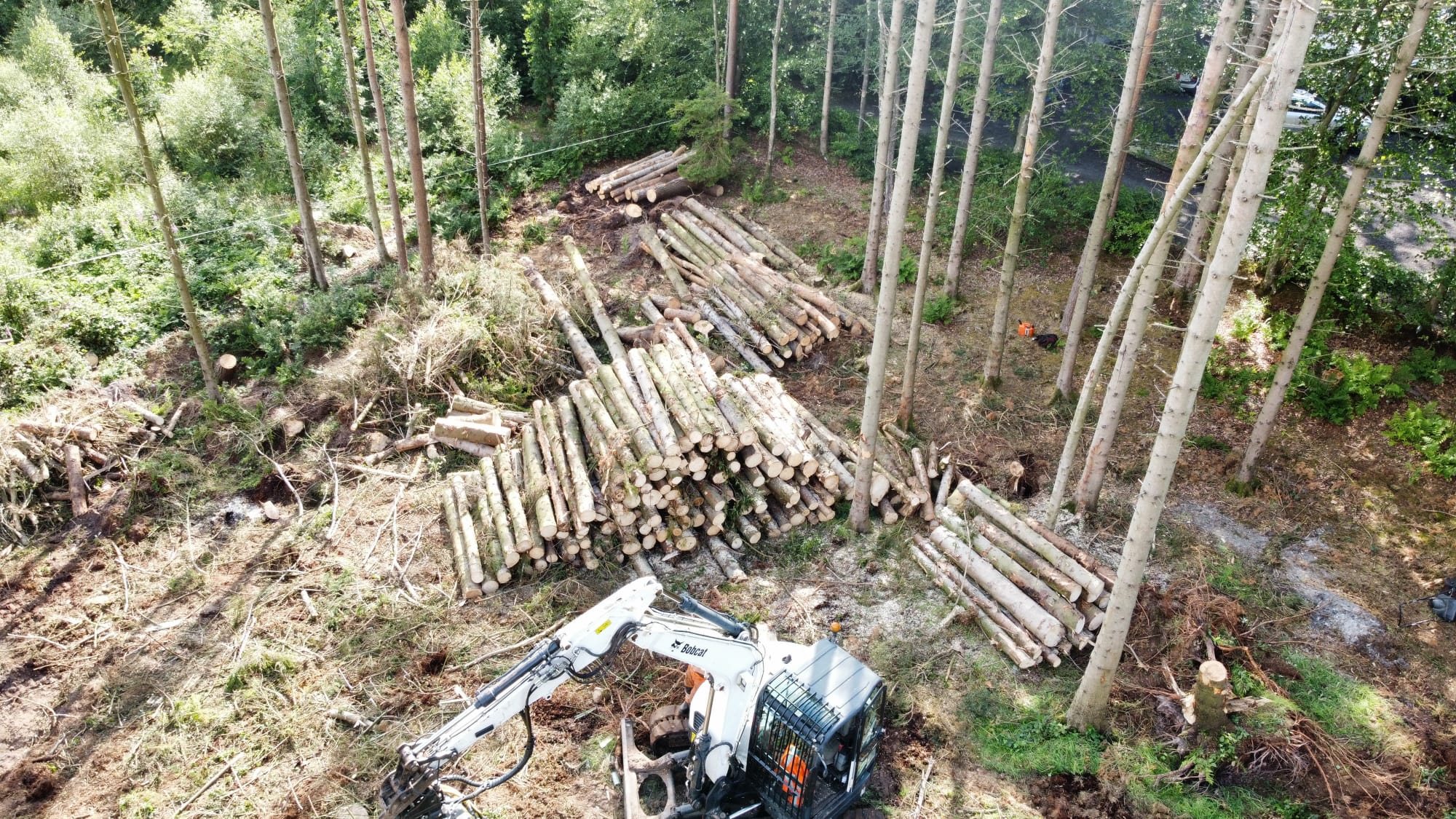 Tree Felling