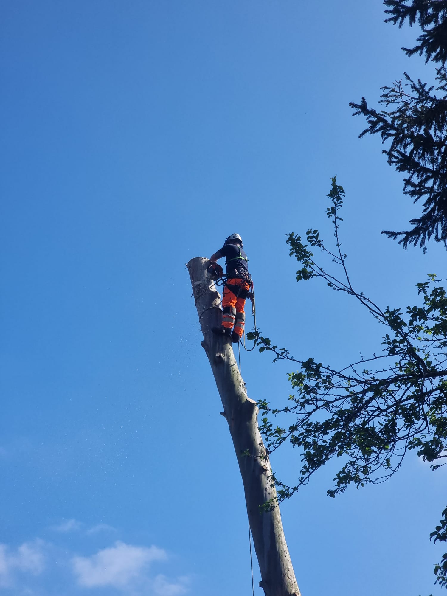 Tree Pruning
