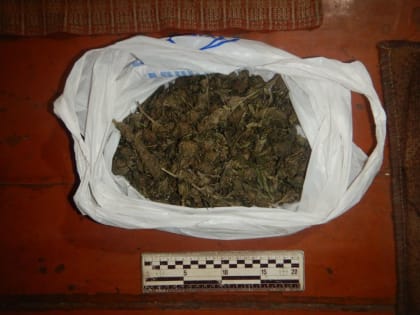 У жителя Брянки изъяты растения рода конопли