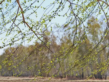 Сильный ветер ожидается в ЛНР 27 апреля