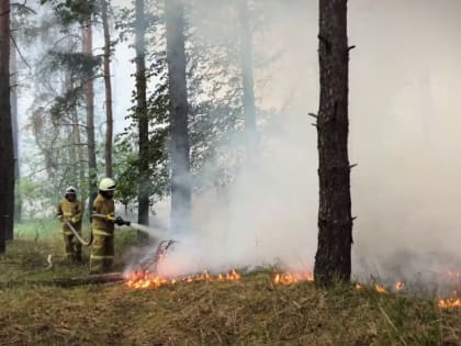 В ЛНР третьи сутки полыхают лесные пожары