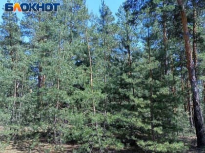 Не ходите, детки, в глушь: на территории ЛНР продлили запрет на пребывание в лесах