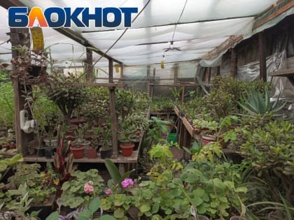 Могучий Шрек и Гном стринги: что выращивает в теплицах огородник из Луганска