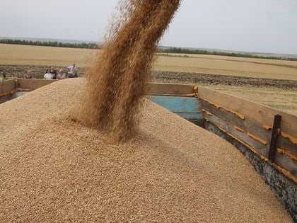 Минсельхоз ЛНР объявил о приеме заявлений о распределении квот на пшеницу и подсолнечник
