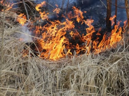 За сутки в ЛНР выгорело более 60 га сухой травы и кустарников