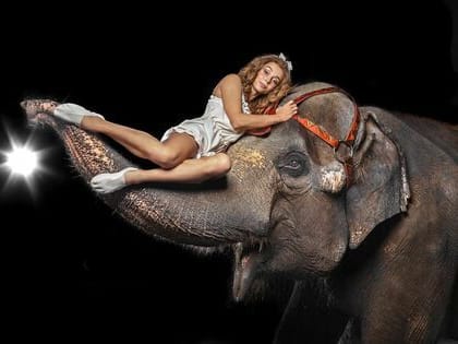 Шоу слонов пройдет в Луганском цирке с 29 апреля по 11 июня