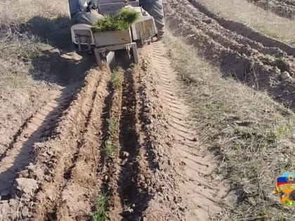Работники ГУП ЛНР «Луганское лесоохотничье хозяйство» высадили на территории Николаевского лесничества 13,2 тысяч сеянце