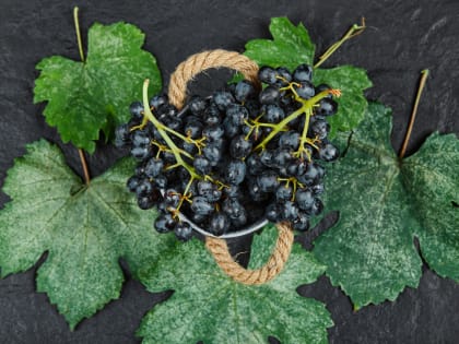 Зеленая аптека: почему важно есть черную смородину