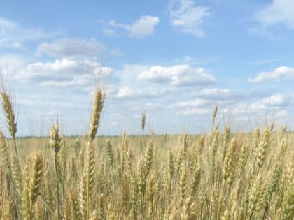 Тысячи тонн семян, сотни тысяч гектаров земли: Россельхозцентр подвел итоги работы в ЛНР за год