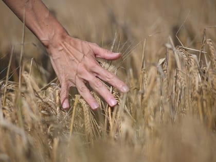 Власти ЛНР заявили, что начнут экспорт зерна в РФ по железной дороге