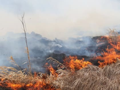 Высокая пожароопасность ожидается в ЛНР 10 и 11 июля
