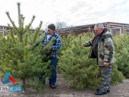 В Станично-Луганском районе стартовала елочная кампания!