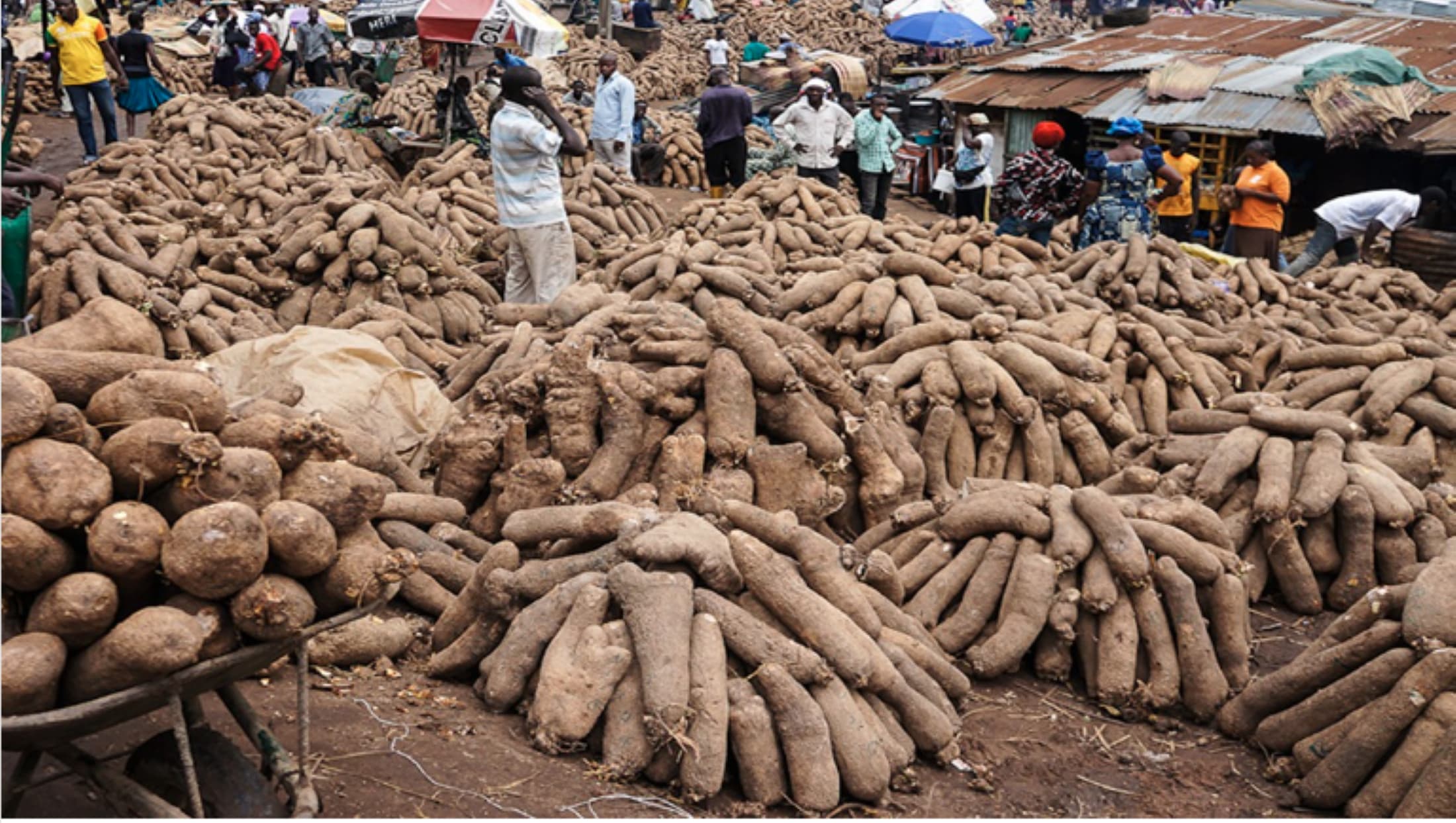 New Yam Festival in Umuahia: A celebration of Harvest and Heritage