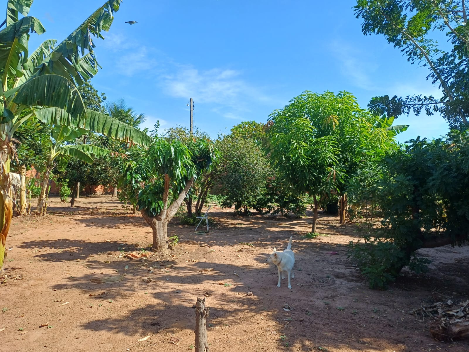 Rua João Caetano de Mendonça,250 - Jardim Santa Cecília