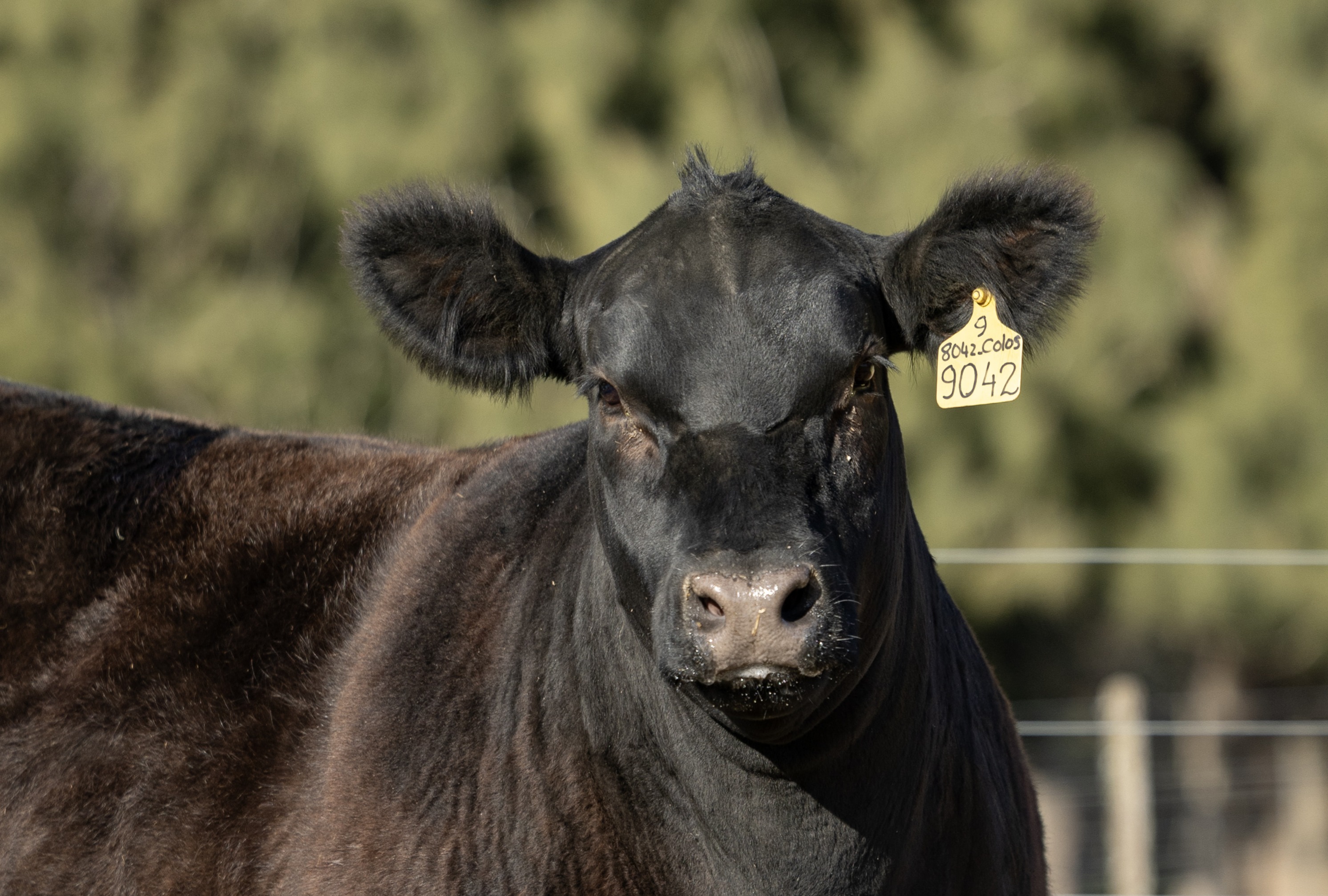 Producto de la colección Angus × Cardon