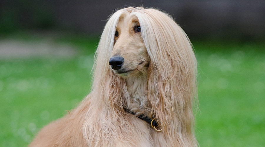 Afghan Hound Information, Type, Maintinance, Price & Tips | Planapup