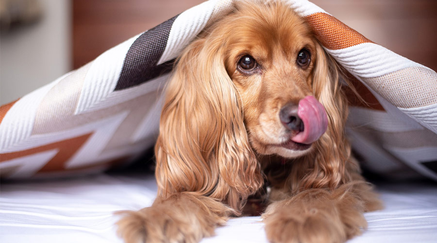 Cocker Spaniel in bangalore