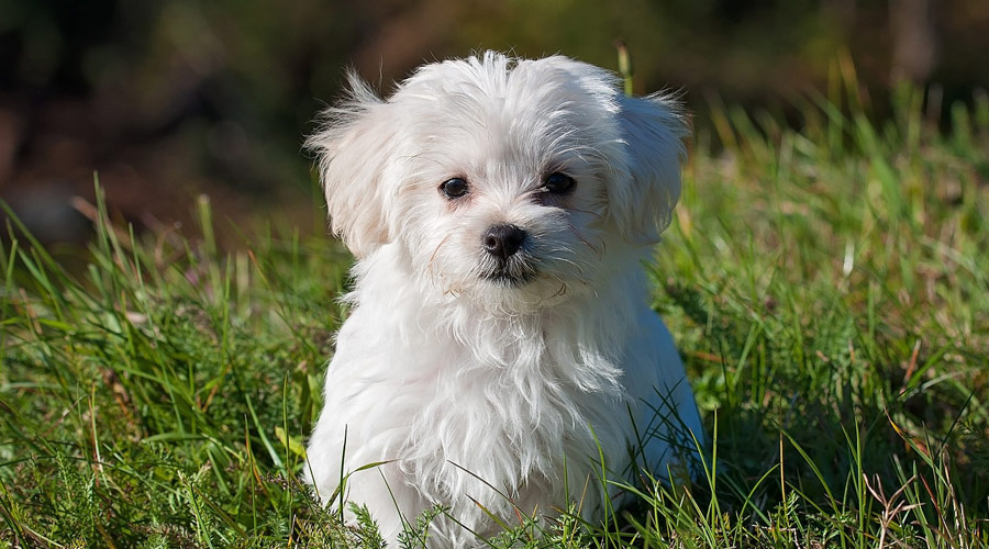 Maltese in bangalore