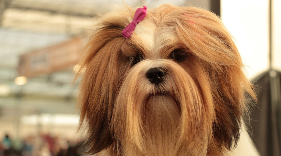 Lhasa Apso in bangalore