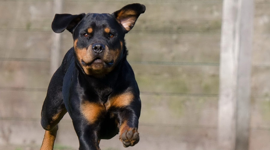 Rottweiler