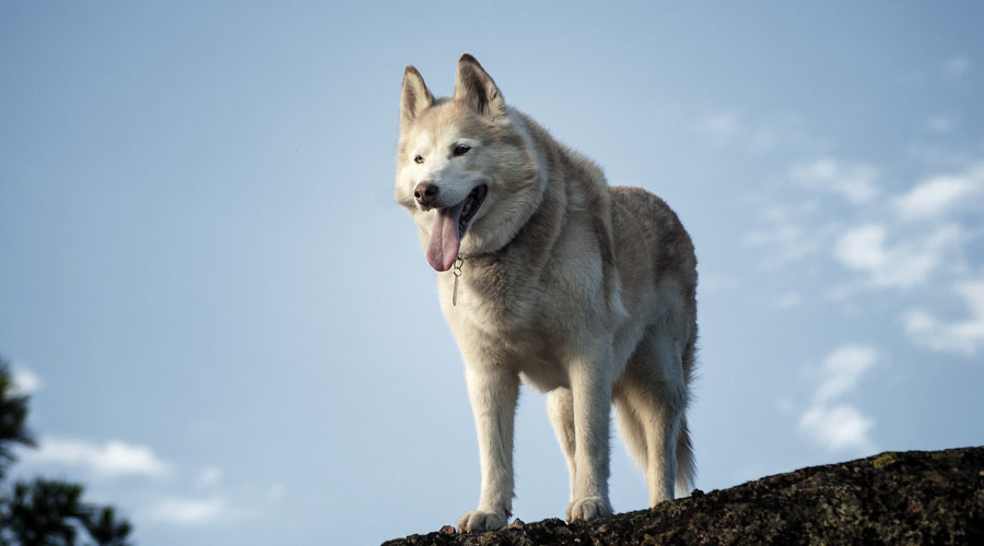 Siberian Husky in bangalore