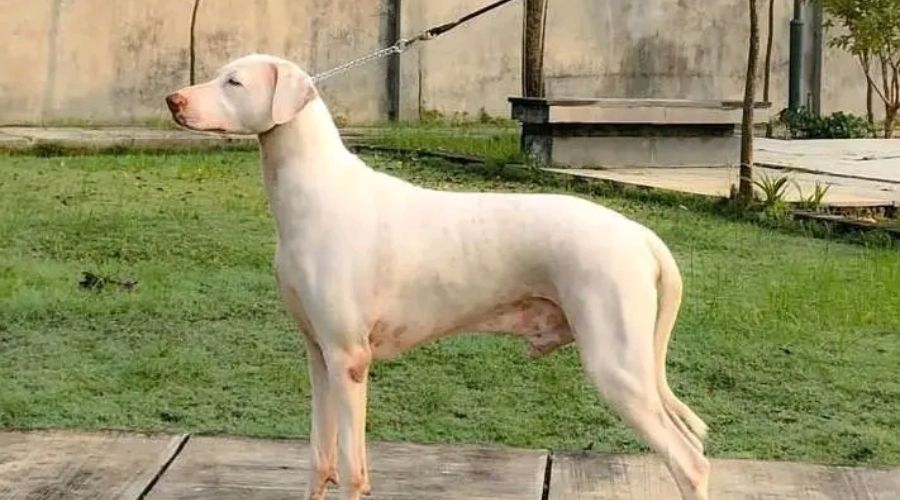 Rajapalayam Information Type Maintinance Price Tips Planapup