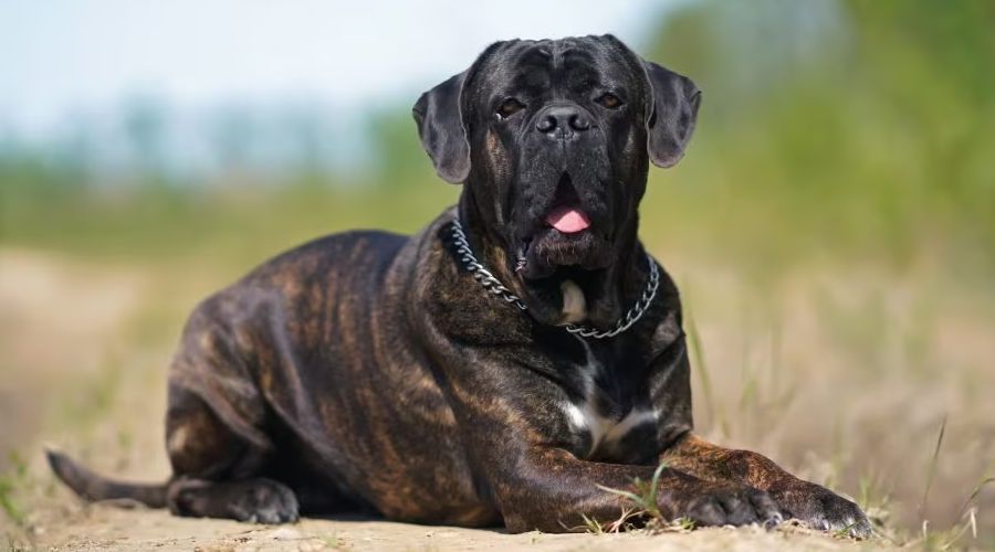 cane Corso in bangalore