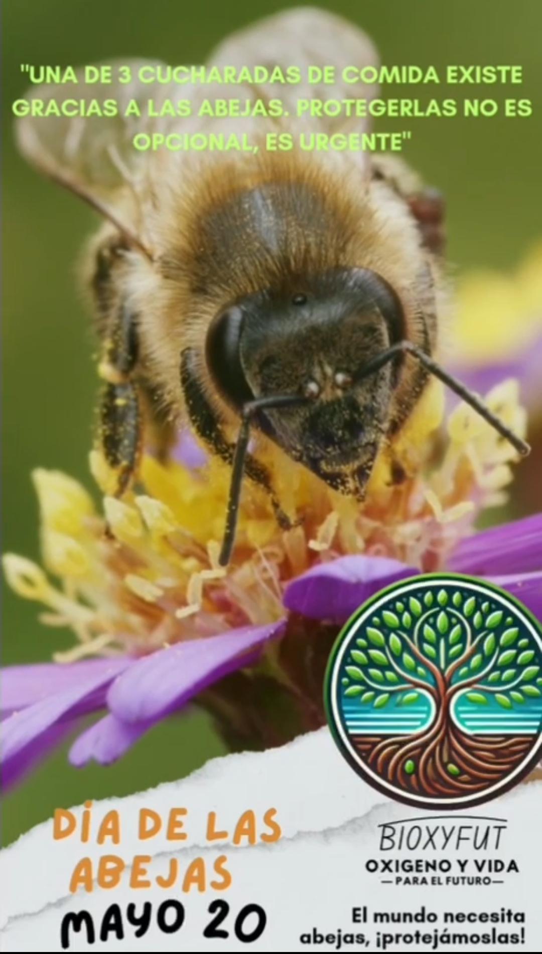 Día Mundial de las Abejas