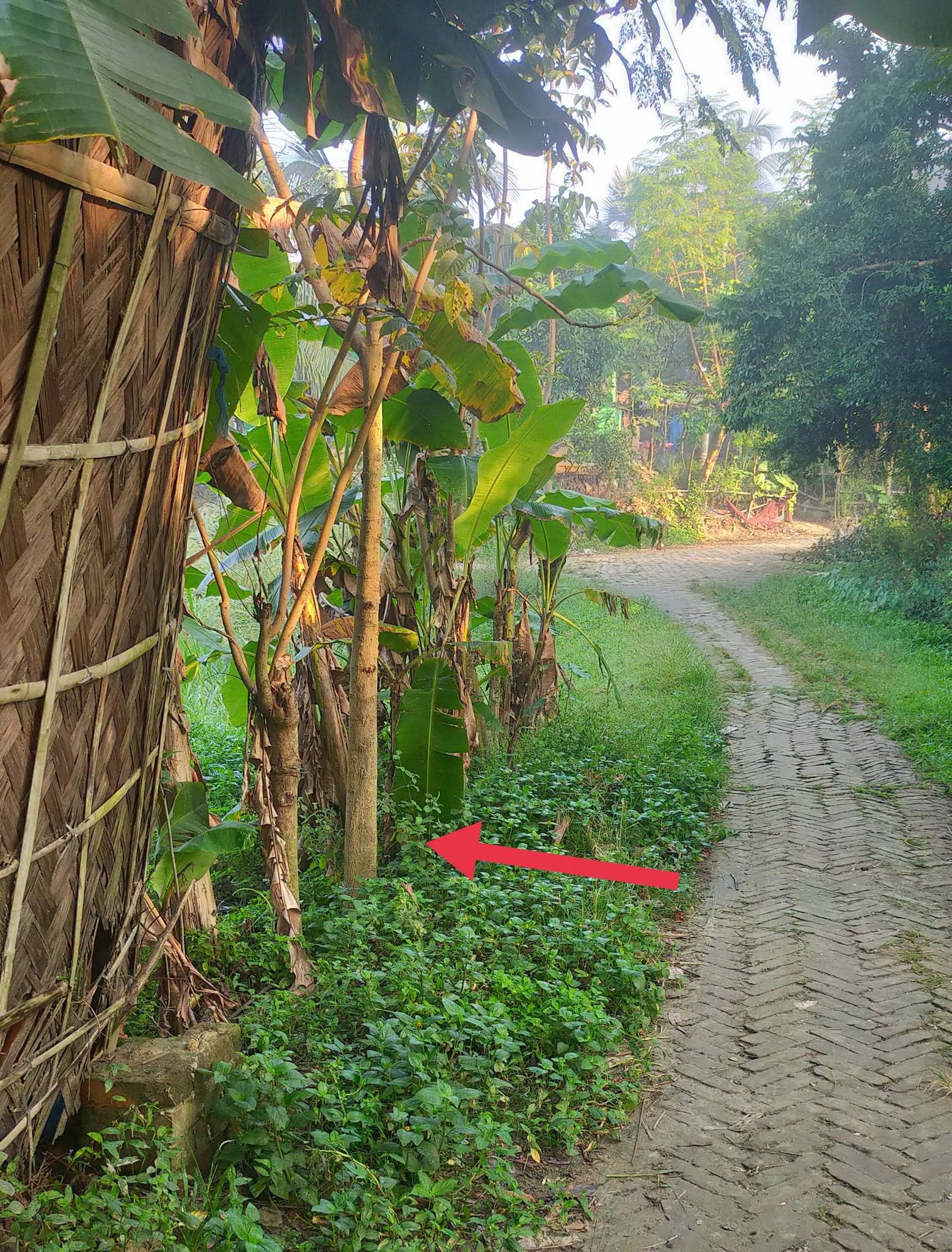 Ashulia, Baipail, Kaichabari, Batantek Area